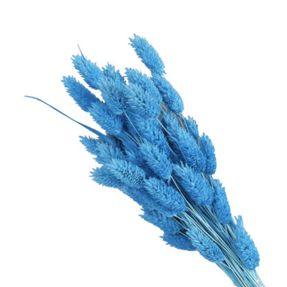 Dried Pampas Flower – Natural And Timeless Decorative Accent-Flower Teddy Bear
