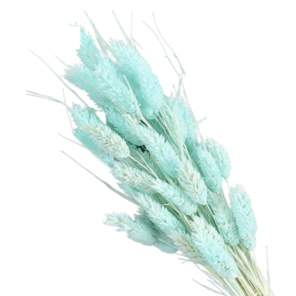 Dried Pampas Flower – Natural And Timeless Decorative Accent-Flower Teddy Bear