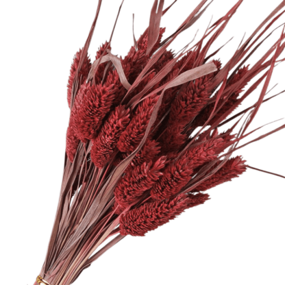 Dried Pampas Flower – Natural And Timeless Decorative Accent-Flower Teddy Bear