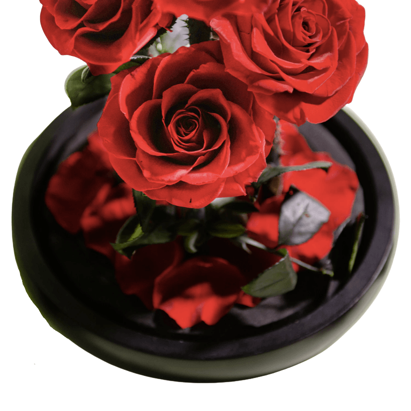Five Headed Rose Dome - Ideal Gift For Every Occasion-Flower Teddy Bear