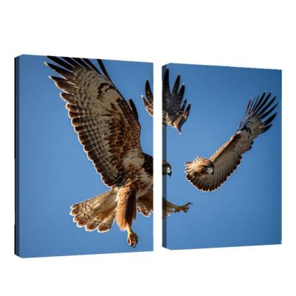 The Graceful Red-tailed Hawk Icon Of The Open Sky Modern Paintings Frame