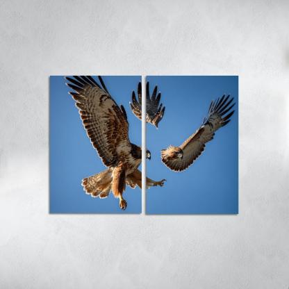 The Graceful Red-tailed Hawk Icon Of The Open Sky Modern Paintings Frame