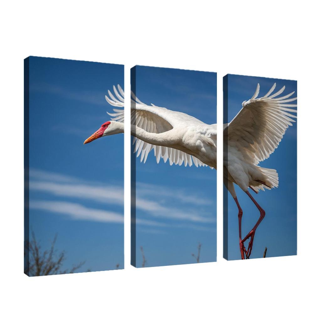 The Majestic Siberian Crane Harbingers Of Change Canvas Paintings Frame
