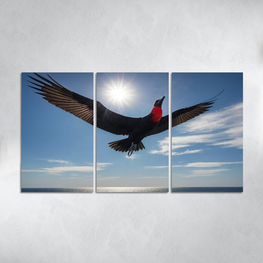 The Majestic Frigatebird The Master Of The Skies Framed Paintings