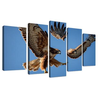 The Graceful Red-tailed Hawk Icon Of The Open Sky Modern Paintings Frame