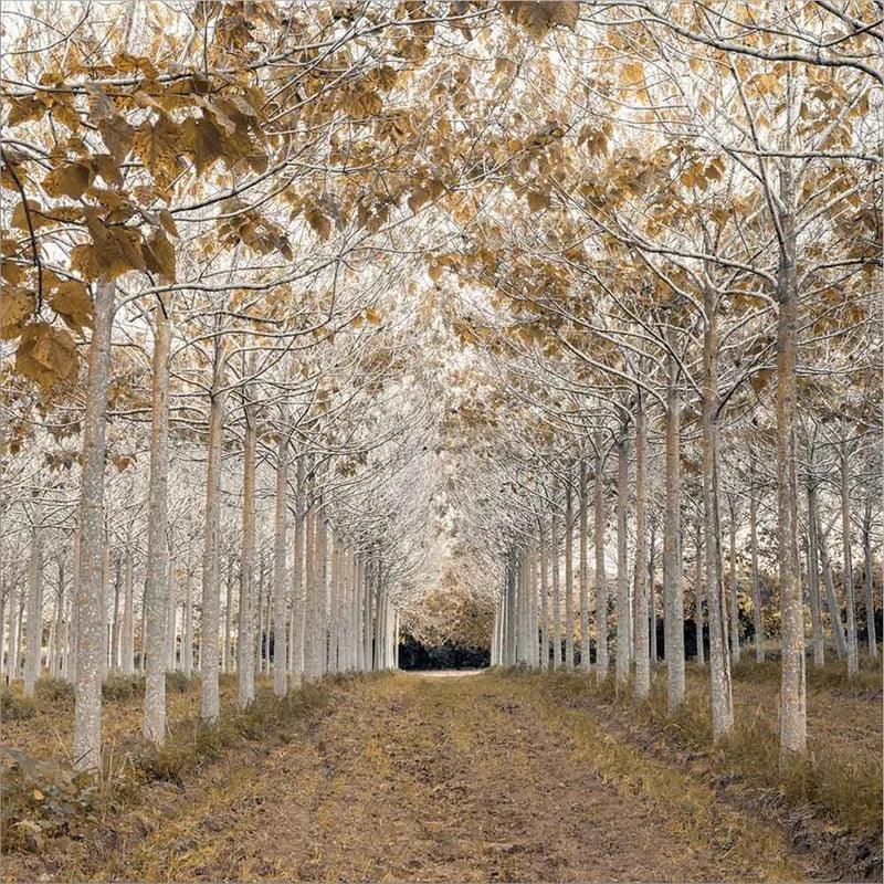 White Gold Forest Picture Print with Frame-Original Frame