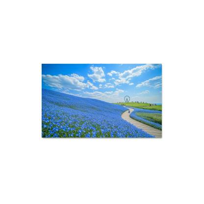 Hitachi Seaside Park Blue Nemophila Fields Hitachinaka Japan premium artwork frames