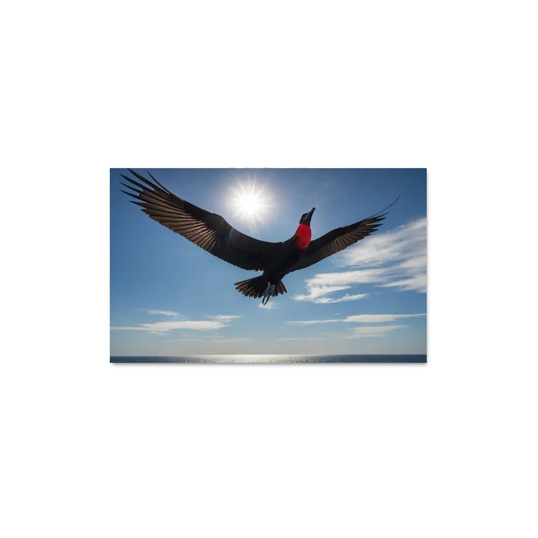 The Majestic Frigatebird The Master Of The Skies Framed Paintings
