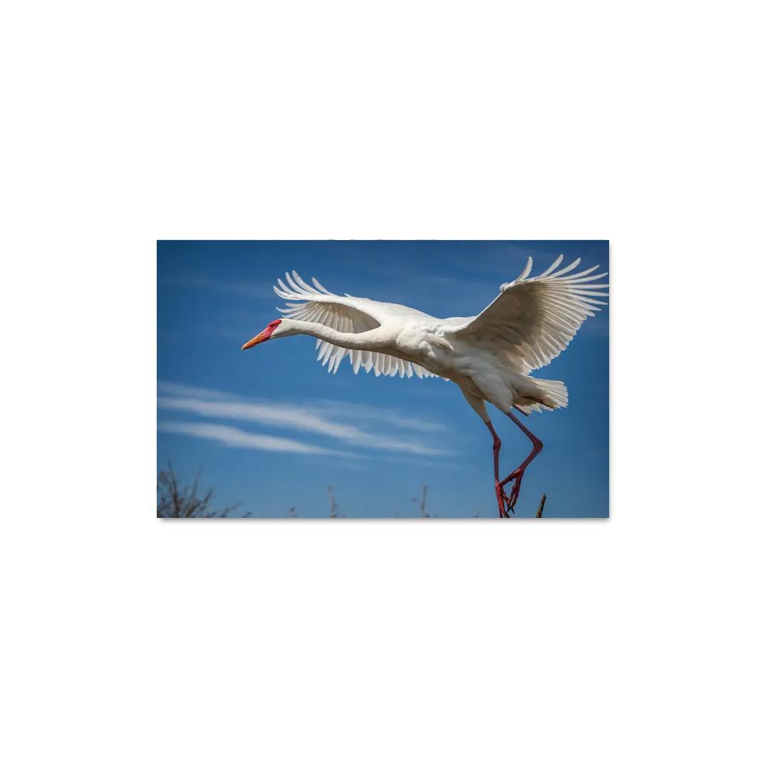 The Majestic Siberian Crane Harbingers Of Change Canvas Paintings Frame