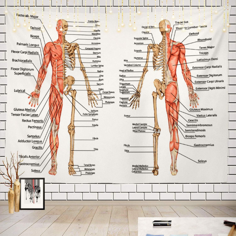 Human Anatomy Educational Design Wall Hanging Tapestry