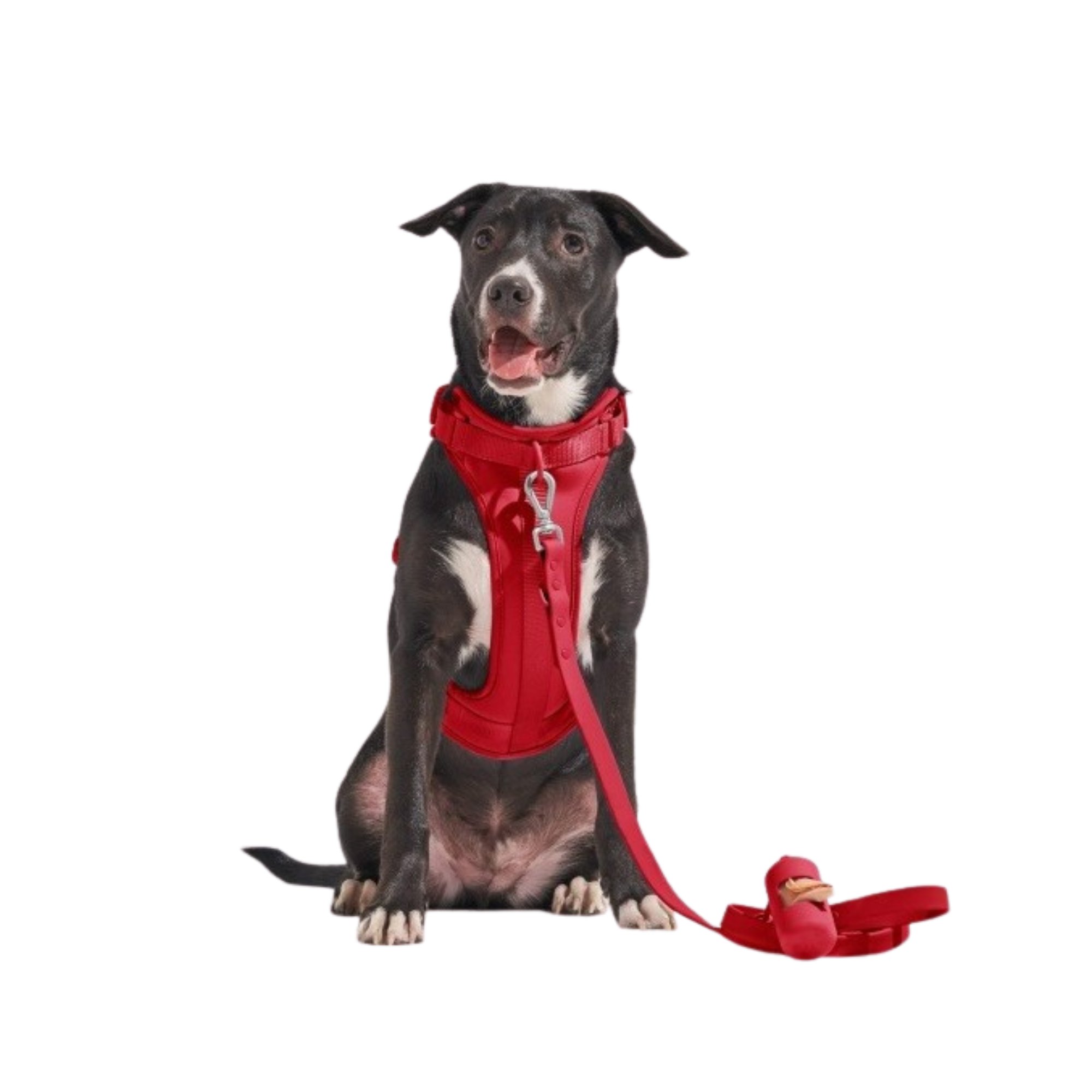 Dog Harness With Waterproof Walking Leash Kit