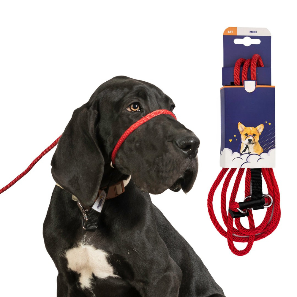 Original Transitional Leash-Ziggy Dog Training Collar
