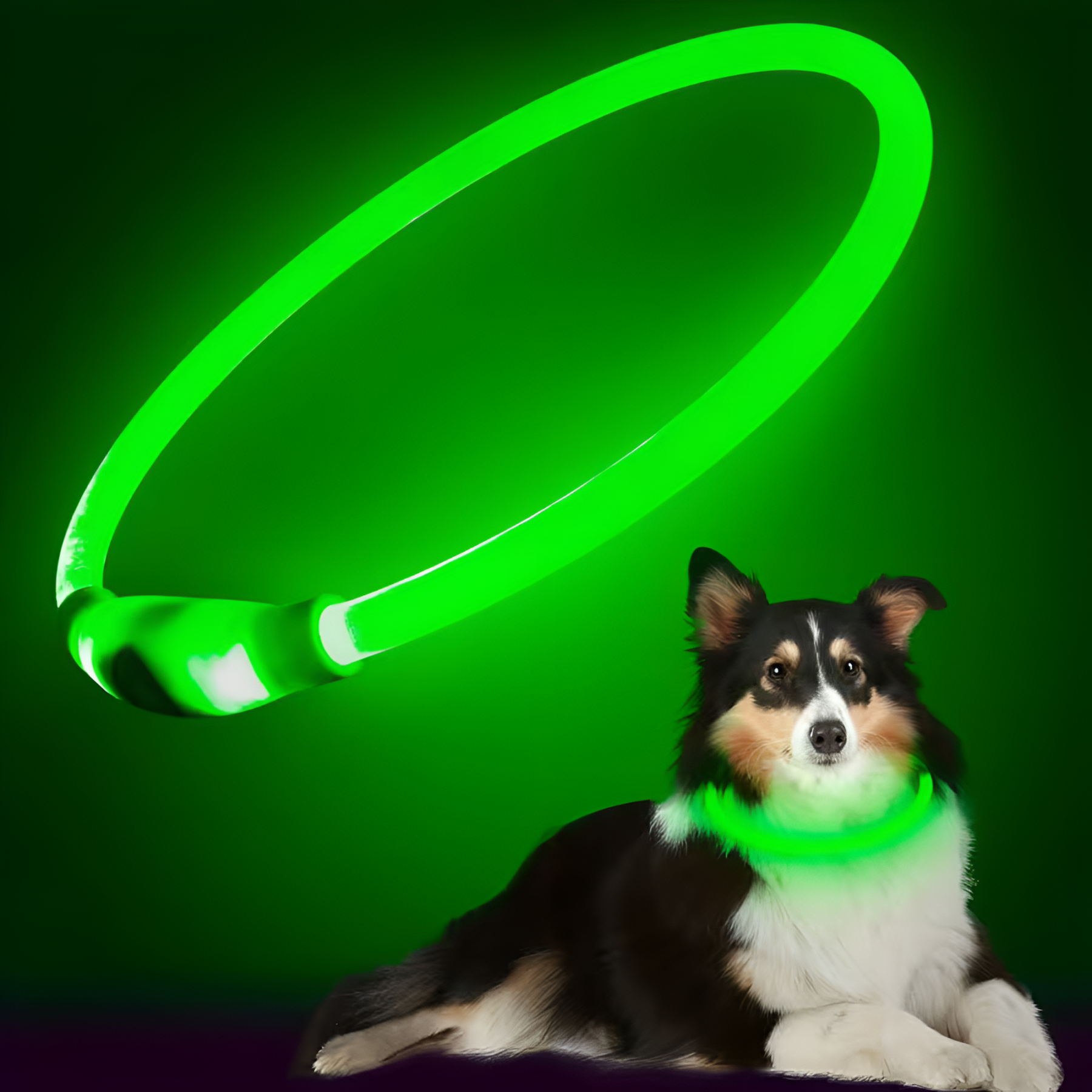 LED Dog Collar With Adjustable Light