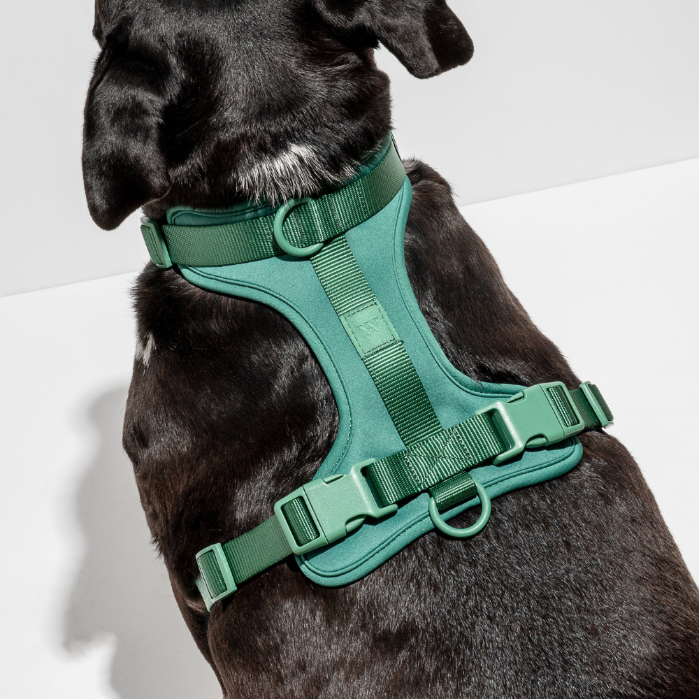 Wild One Dog Harness-Ziggy Dog Training Collar