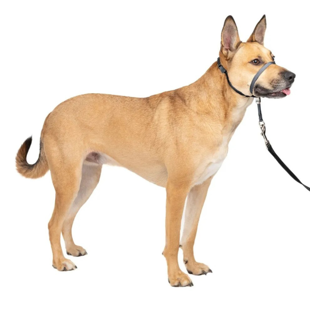 Gentle Leader No Pull Dog Headcollar For Easier Walks