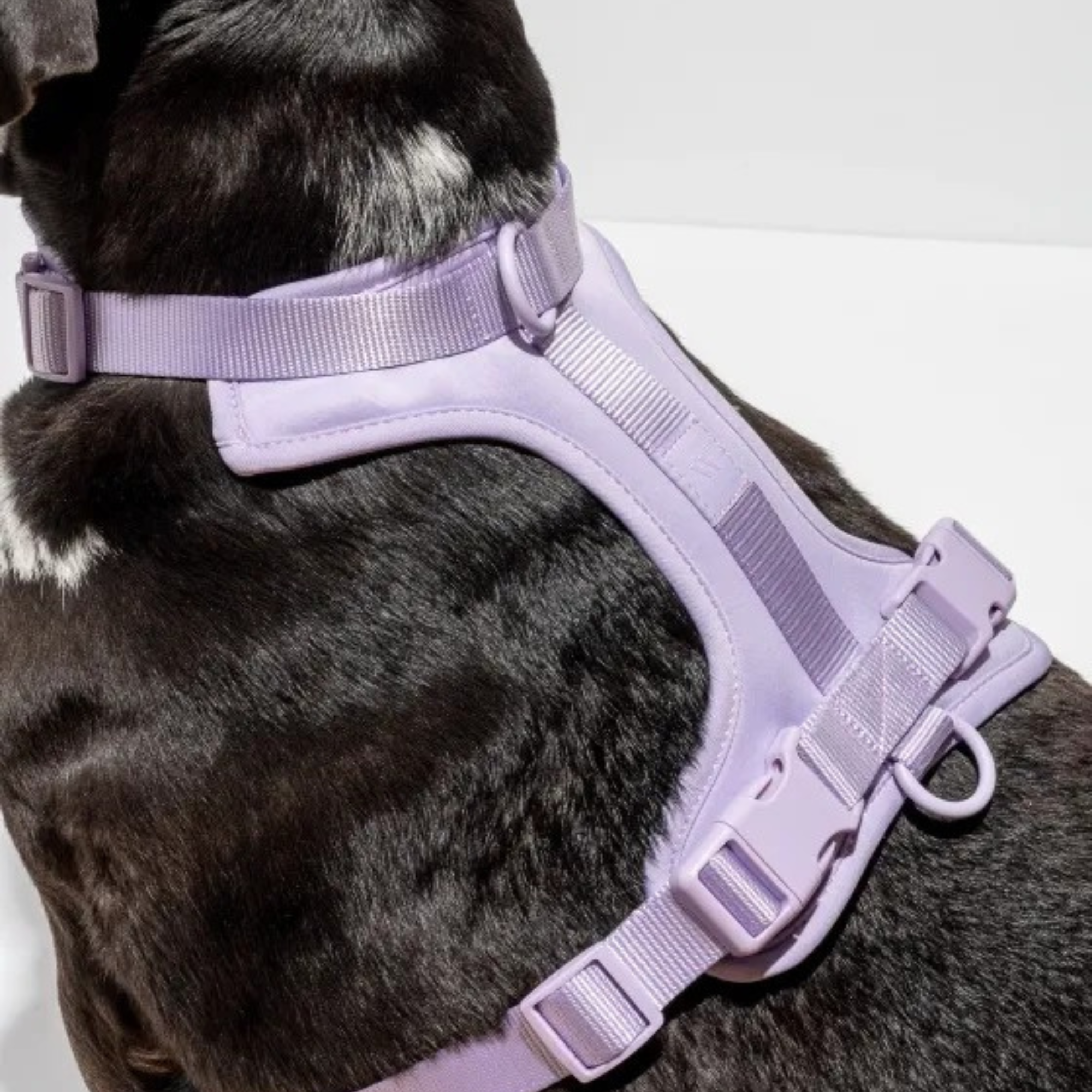 Dog Harness With Waterproof Walking Leash Kit