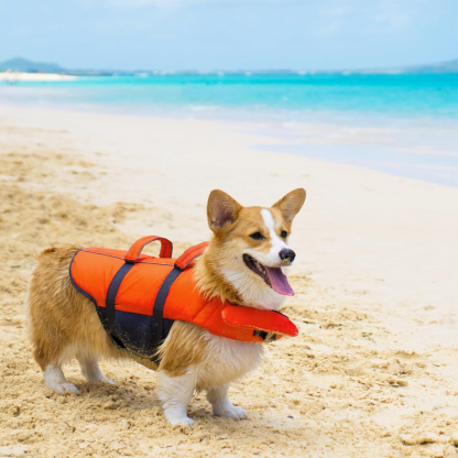 Swimming And Boating Dog Life Jacket