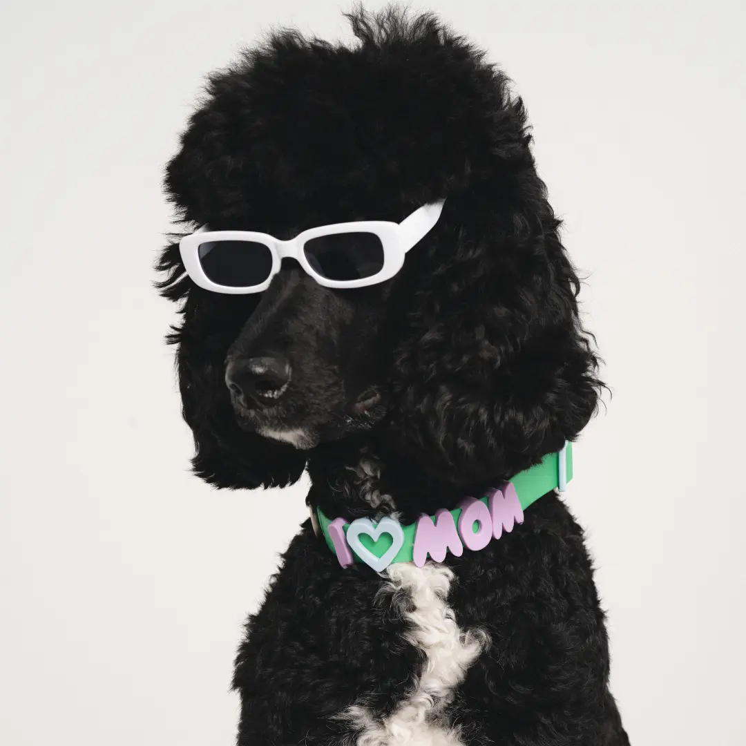 Letters And Symbols For Personalized Dog Collars And Leashes