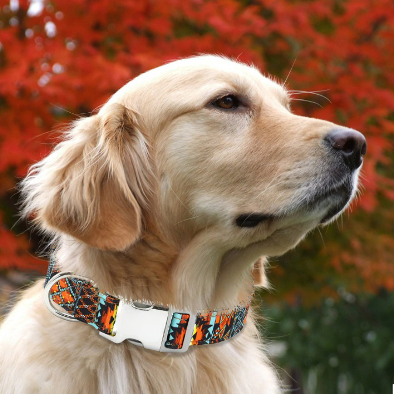 Engraved Name Collar For Dogs-Ziggy Dog Training Collar