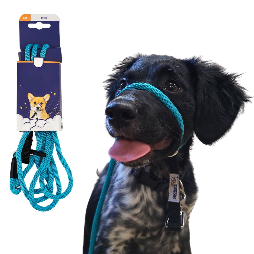 Original Transitional Leash-Ziggy Dog Training Collar