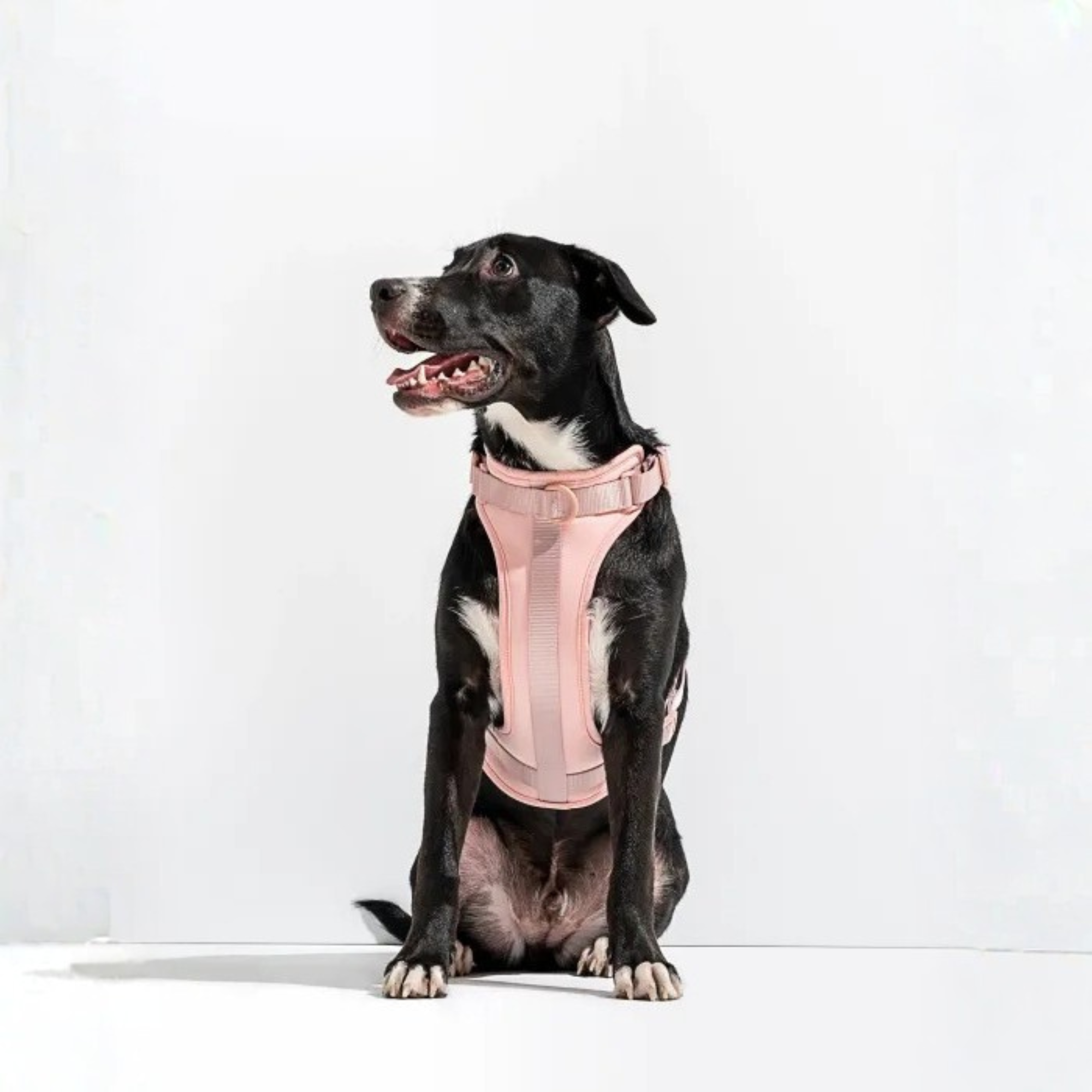 Dog Harness With Waterproof Walking Leash Kit