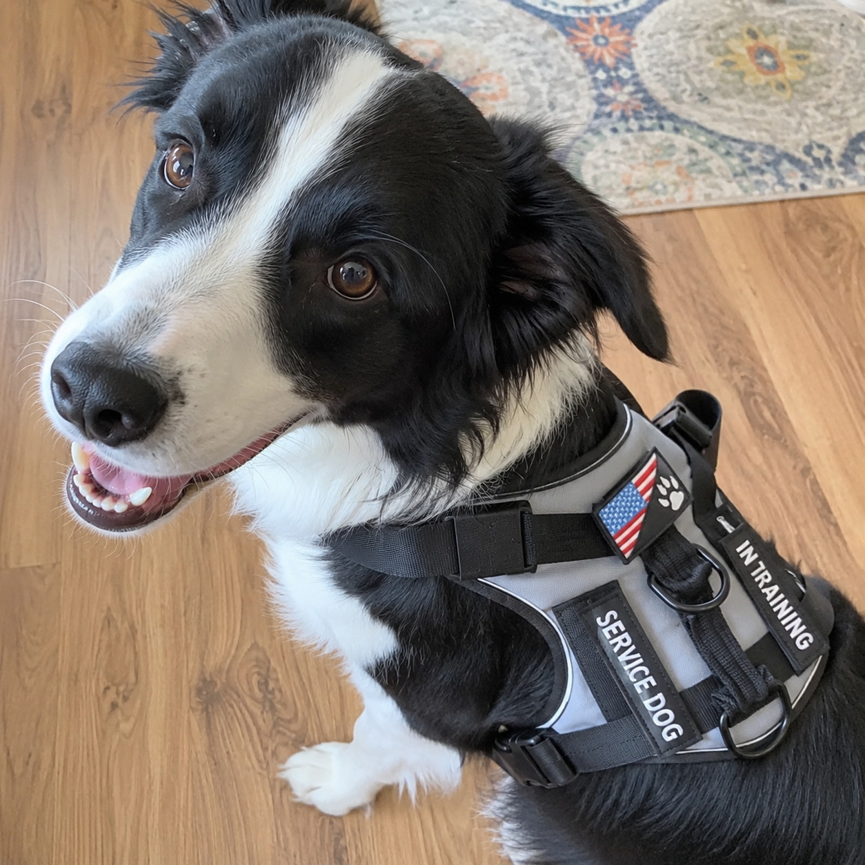 Adjustable Waterproof Soft Dog Harness With Reflective Vest 