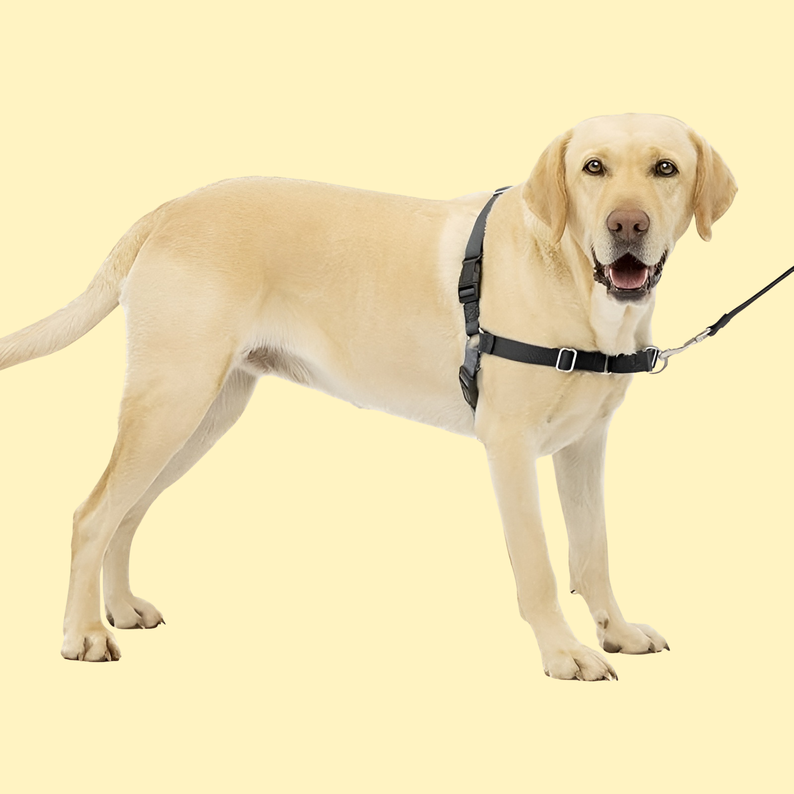 Easy Walk Dog Harness