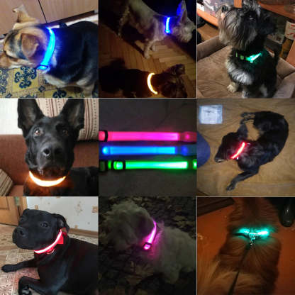 Ziggy LED Dog Collar - USB Rechargeable - Glow In Dark-Ziggy Dog Training Collar