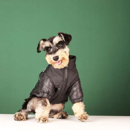 Large Warm Winter Dog Clothes-Ziggy Dog Training Collar