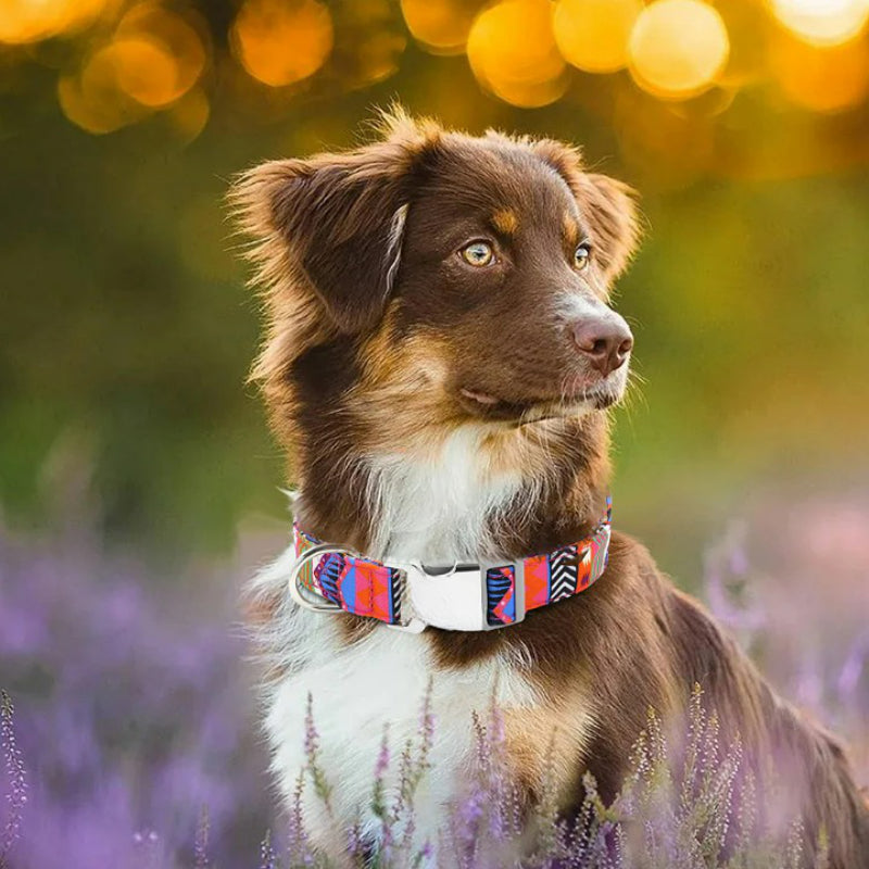 Personalized Nylon Collar For Dogs-Ziggy Dog Training Collar