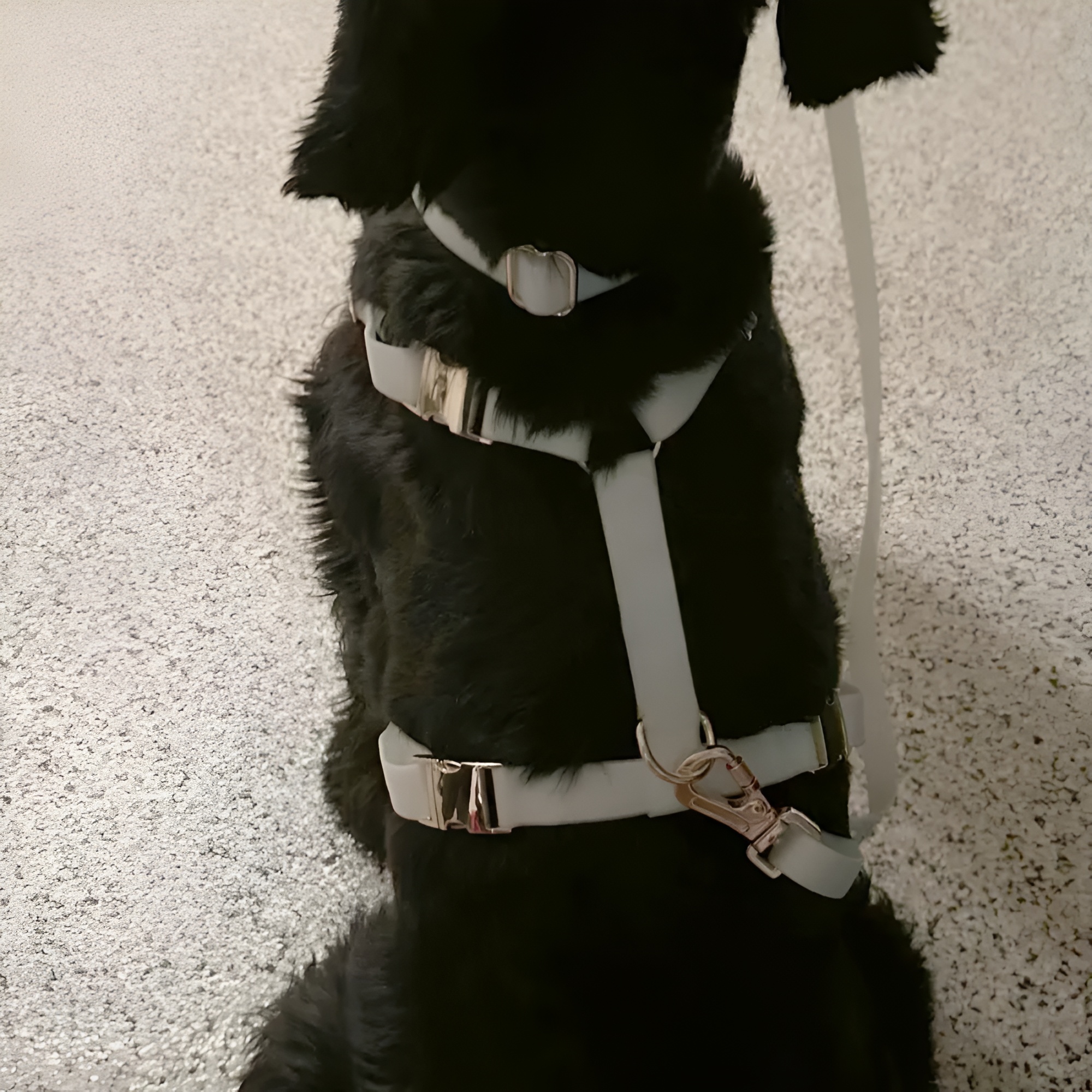 Lunar Glow in the Dark Waterproof Dog Collar