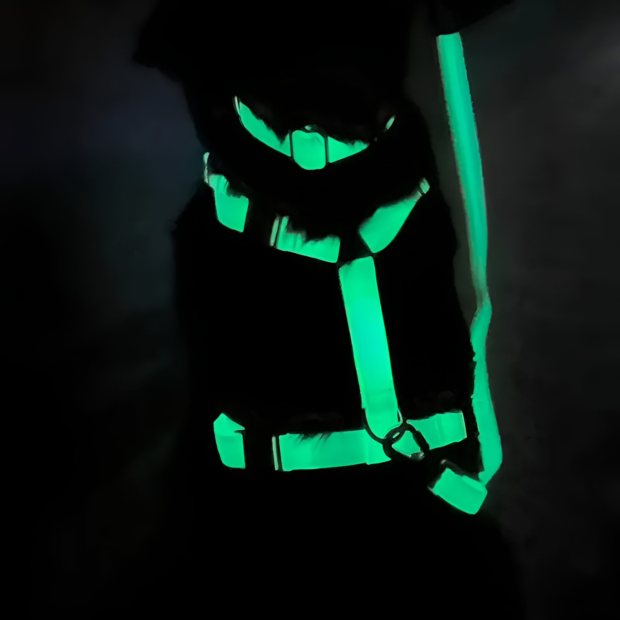 Lunar Glow in the Dark Waterproof Dog Collar