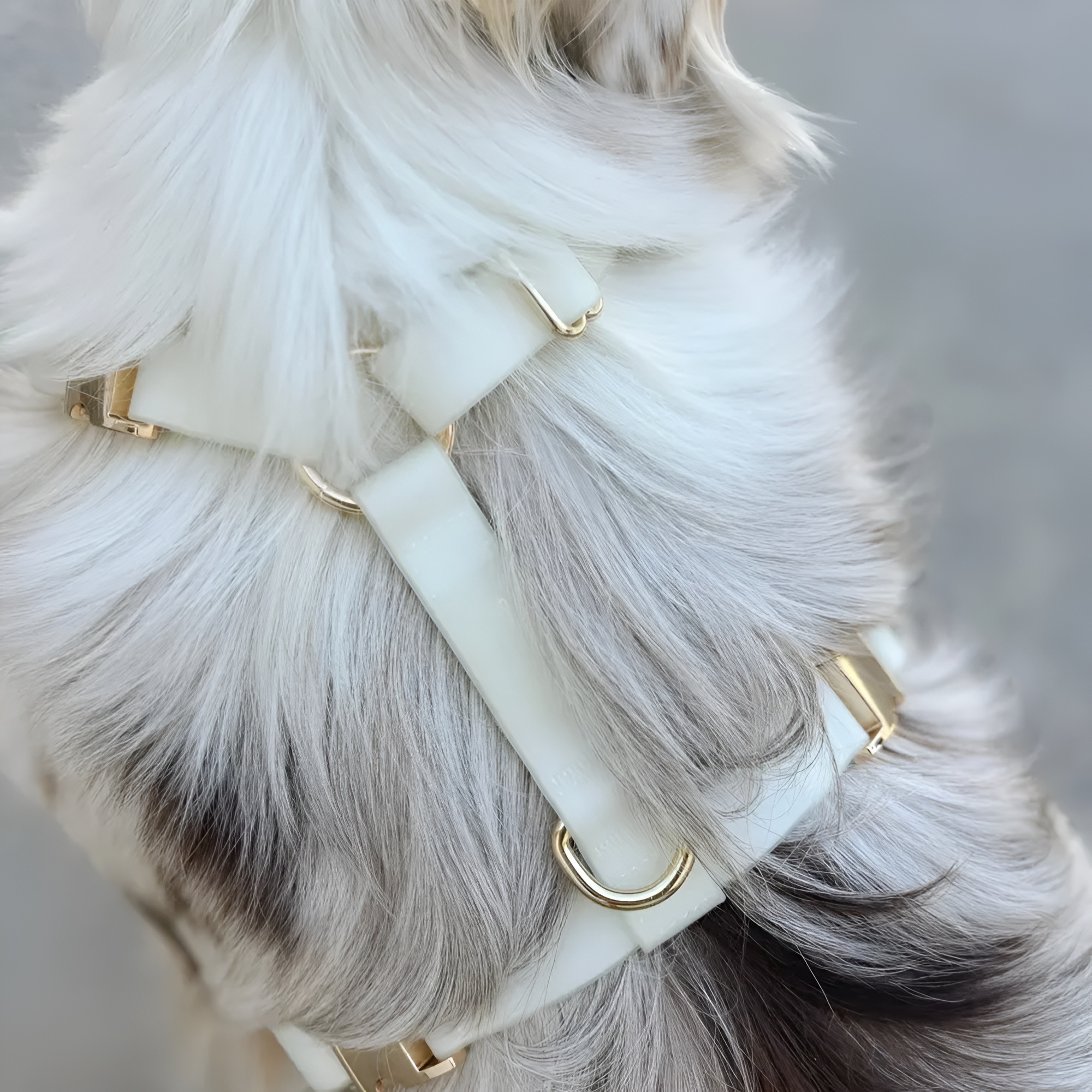 Lunar Glow in the Dark Waterproof Dog Collar