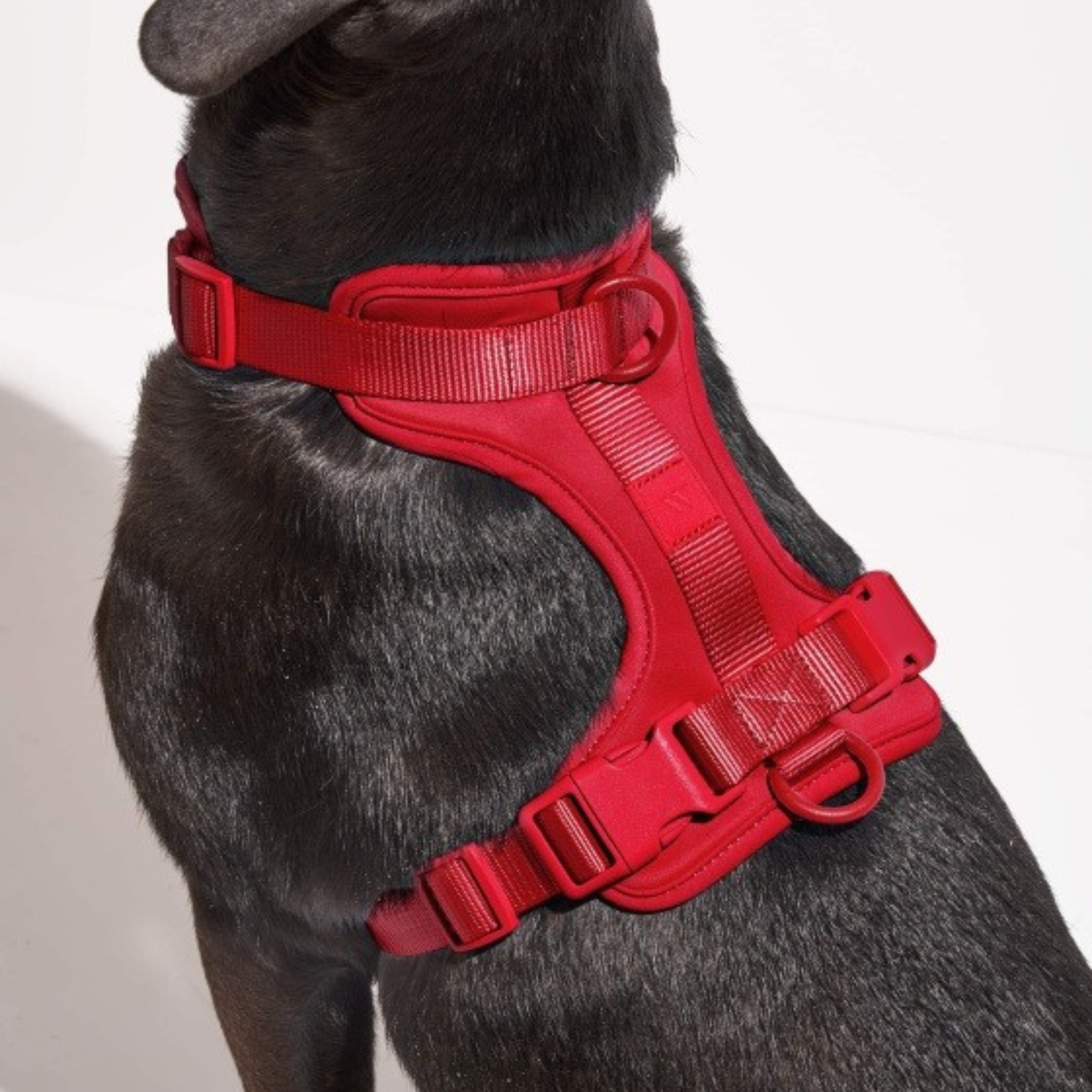 Dog Harness With Waterproof Walking Leash Kit