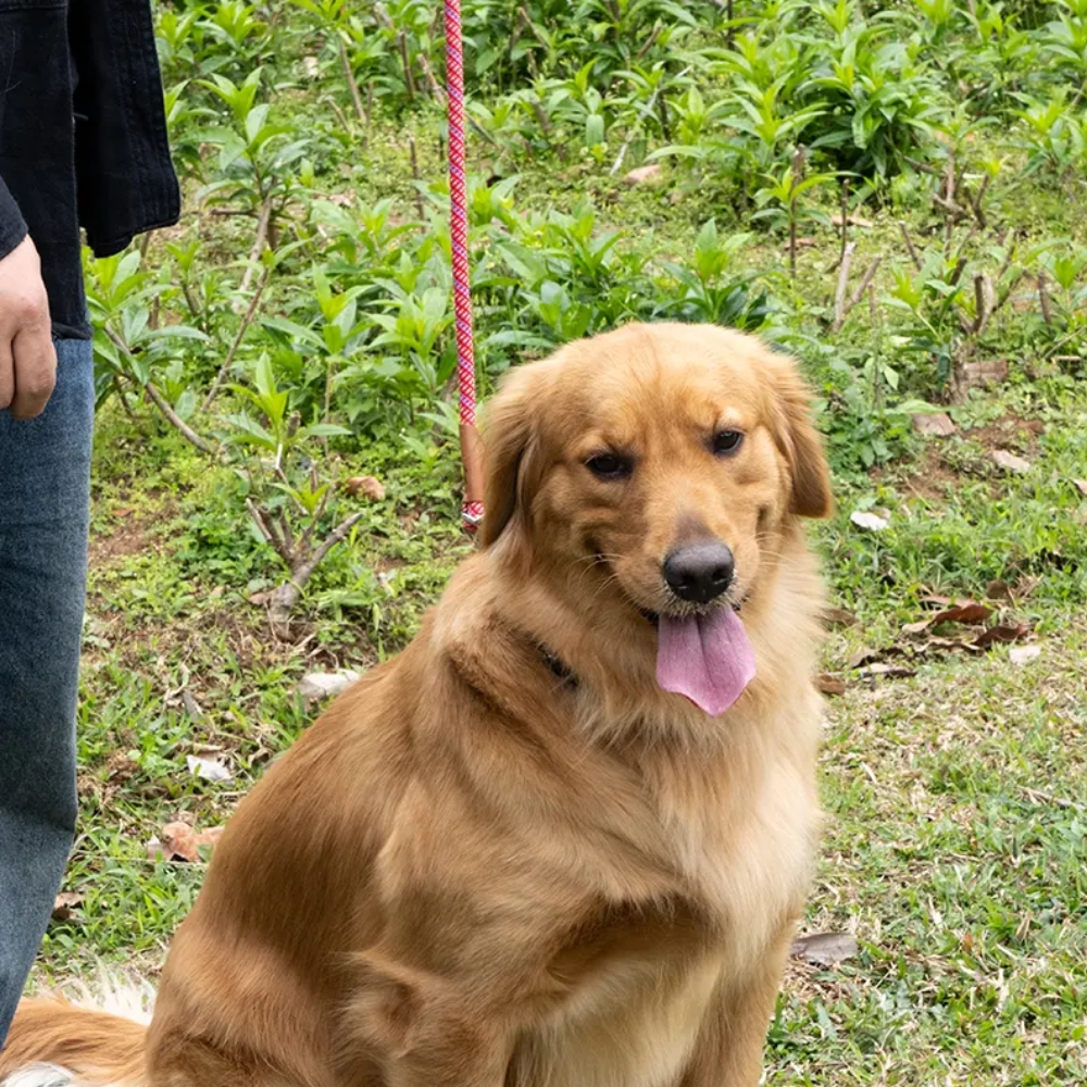 Christmas Reflective Dog Collar + Leash — Quick-Release & 360° Swivel, Night-Safe