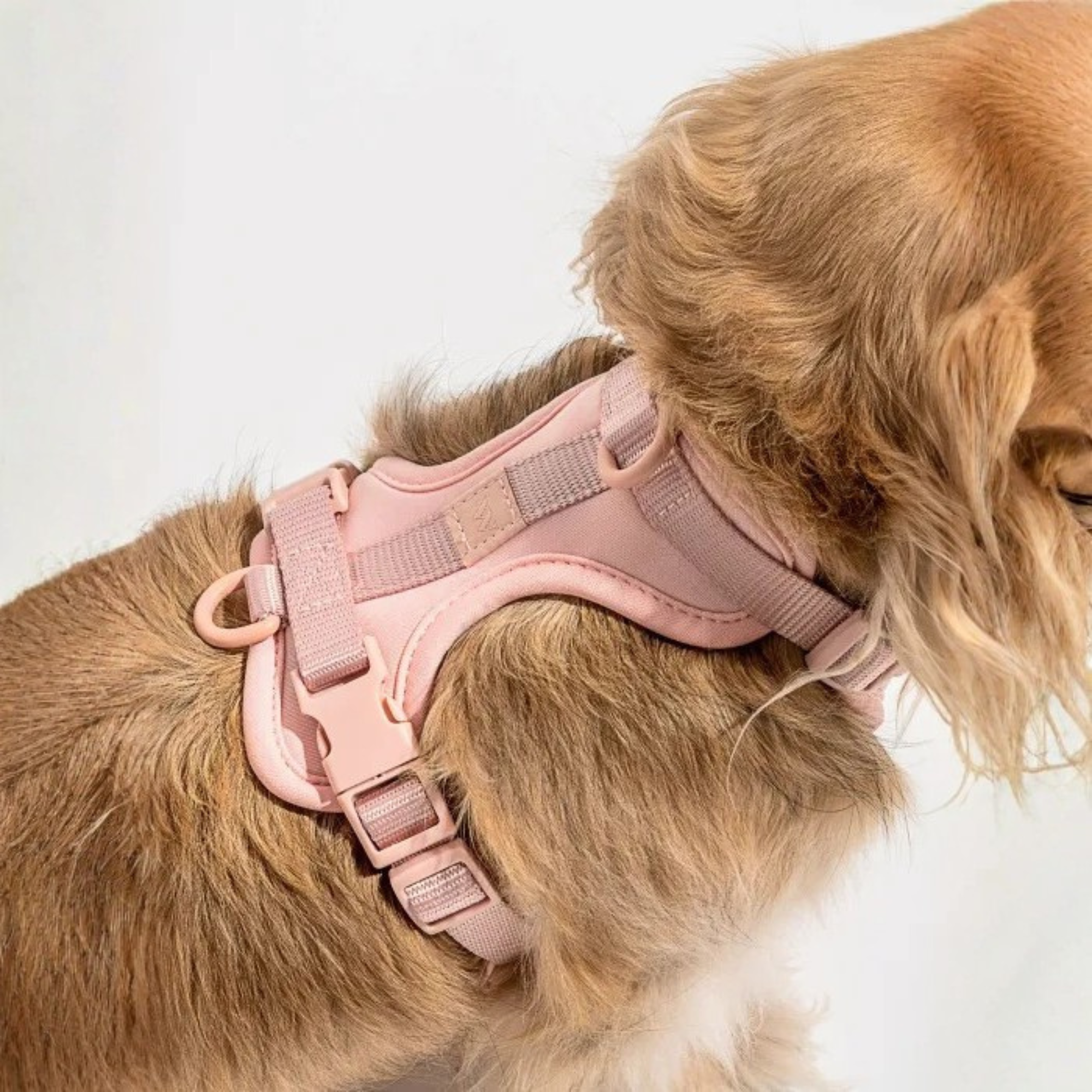 Dog Harness With Waterproof Walking Leash Kit