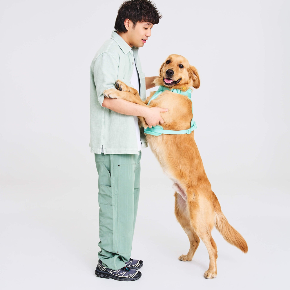 Wild One Dog Harness-Ziggy Dog Training Collar