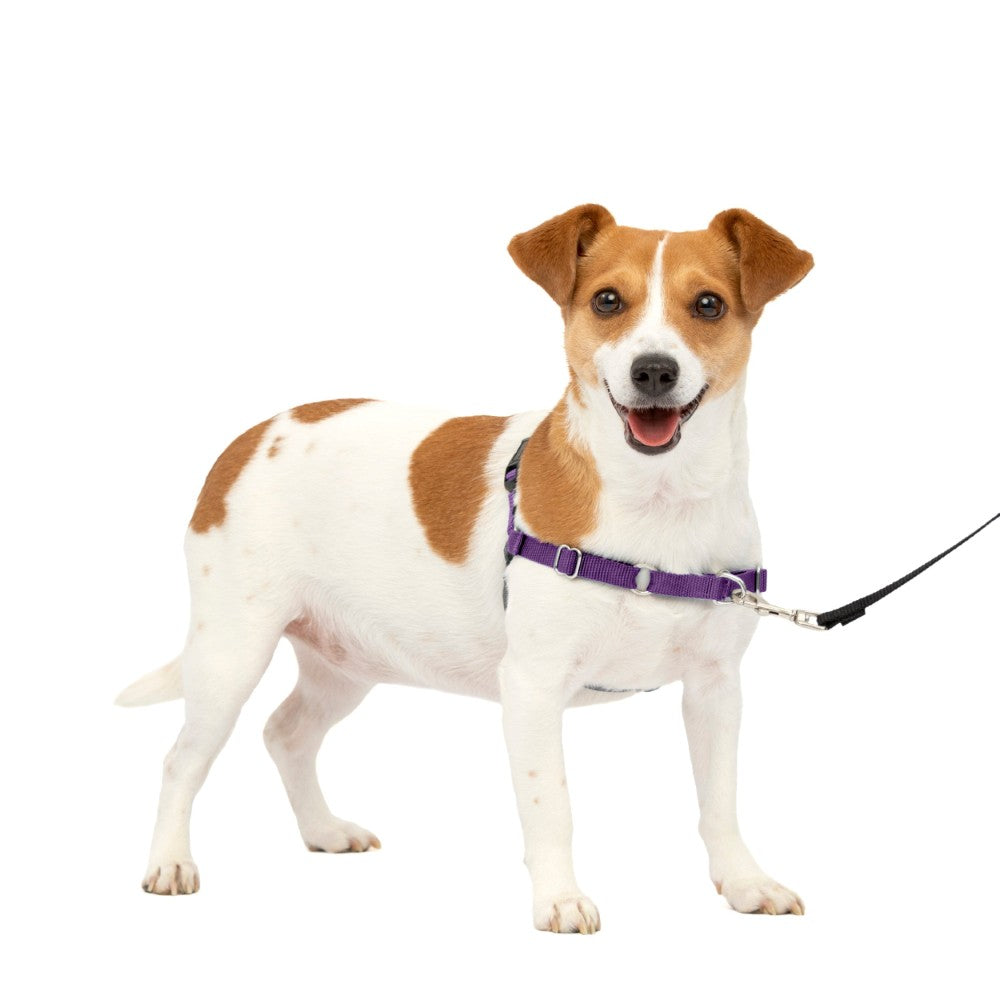 Adjustable No Pull Dog Harness With Training Leash-Ziggy Dog Training Collar