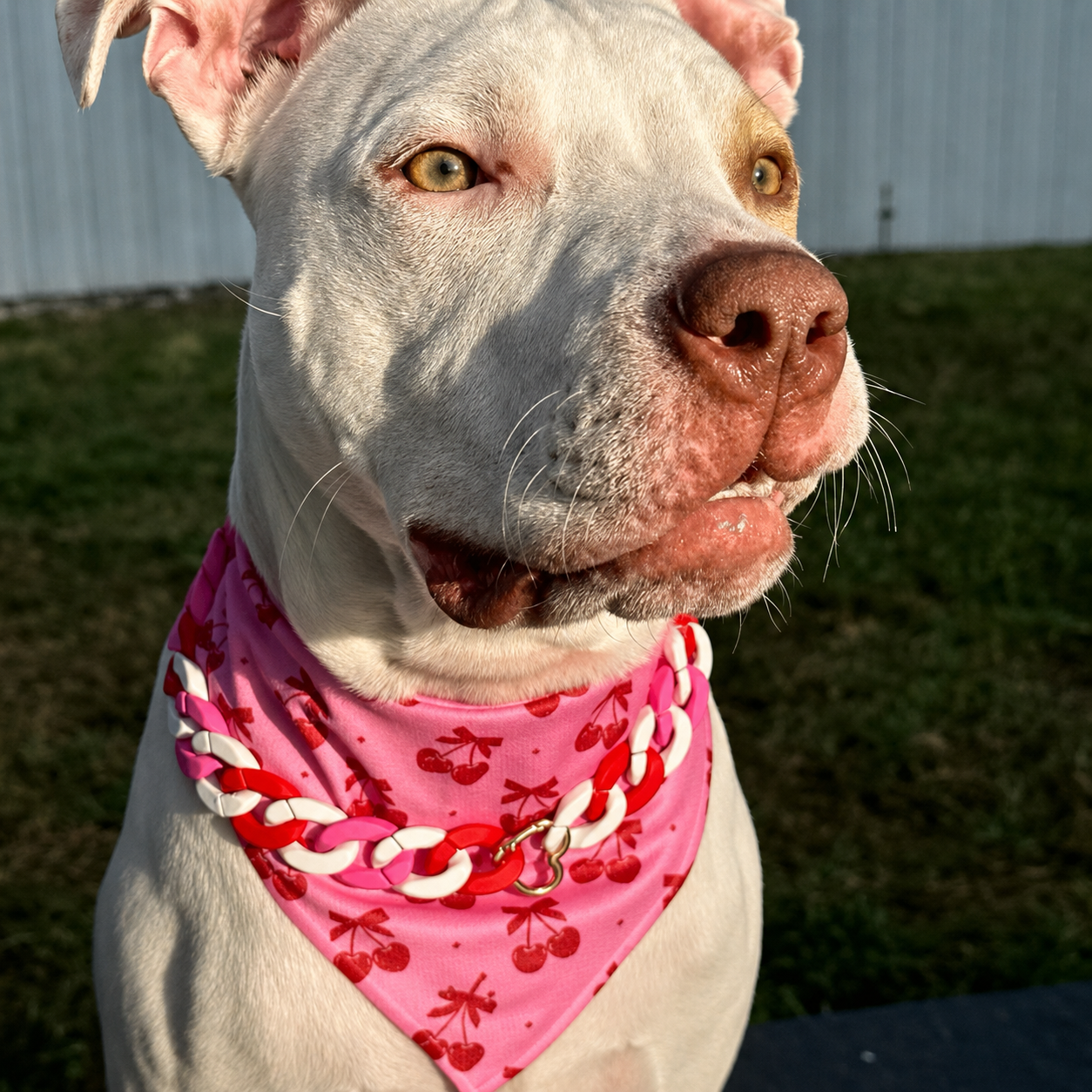  All Seasons Stylish Cooling Bandana Accessory For Dogs