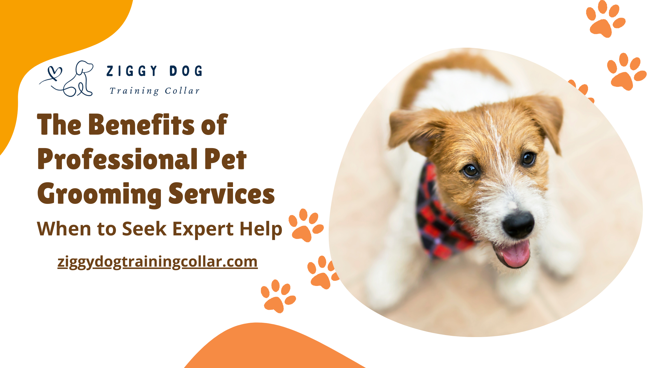 The Benefits of Professional Pet Grooming Services: When to Seek Expert Help-Ziggy Dog Training Collar