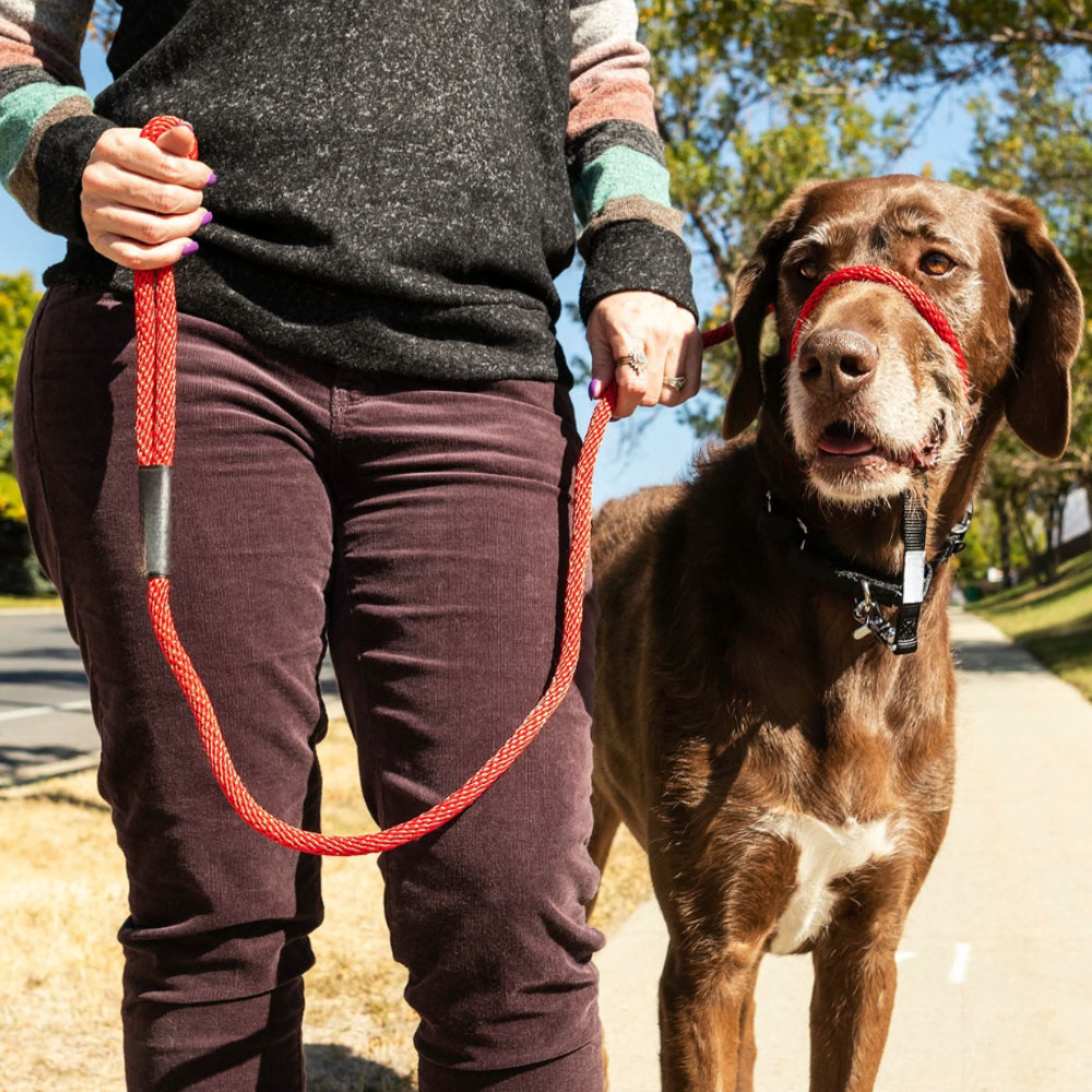 Original Transitional Leash-Ziggy Dog Training Collar