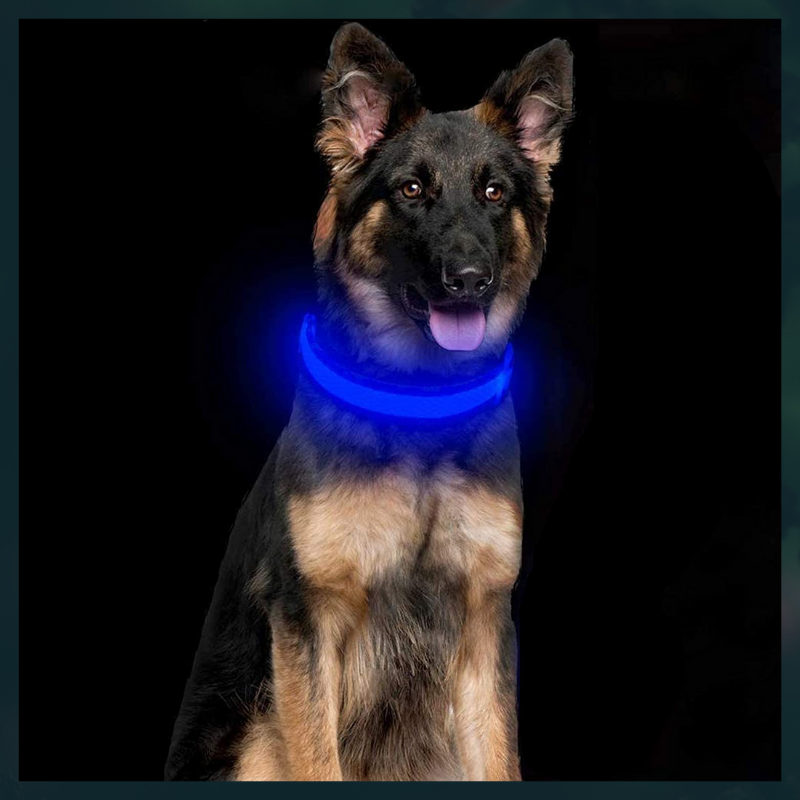 Ziggy LED Dog Collar - USB Rechargeable - Glow In Dark-Ziggy Dog Training Collar