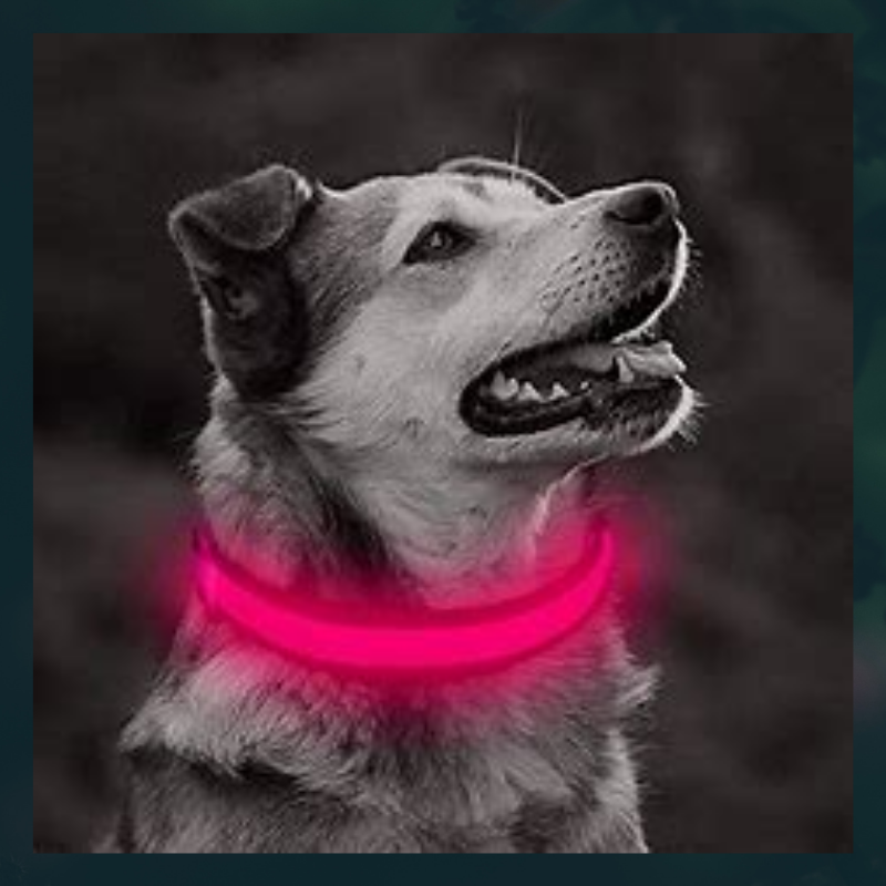Ziggy LED Dog Collar - USB Rechargeable - Glow In Dark-Ziggy Dog Training Collar