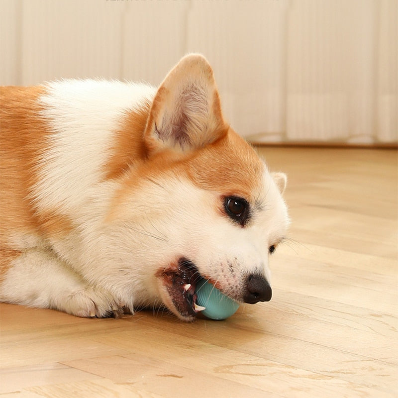 Electric Rolling Ball Pet Toys-Ziggy Dog Training Collar