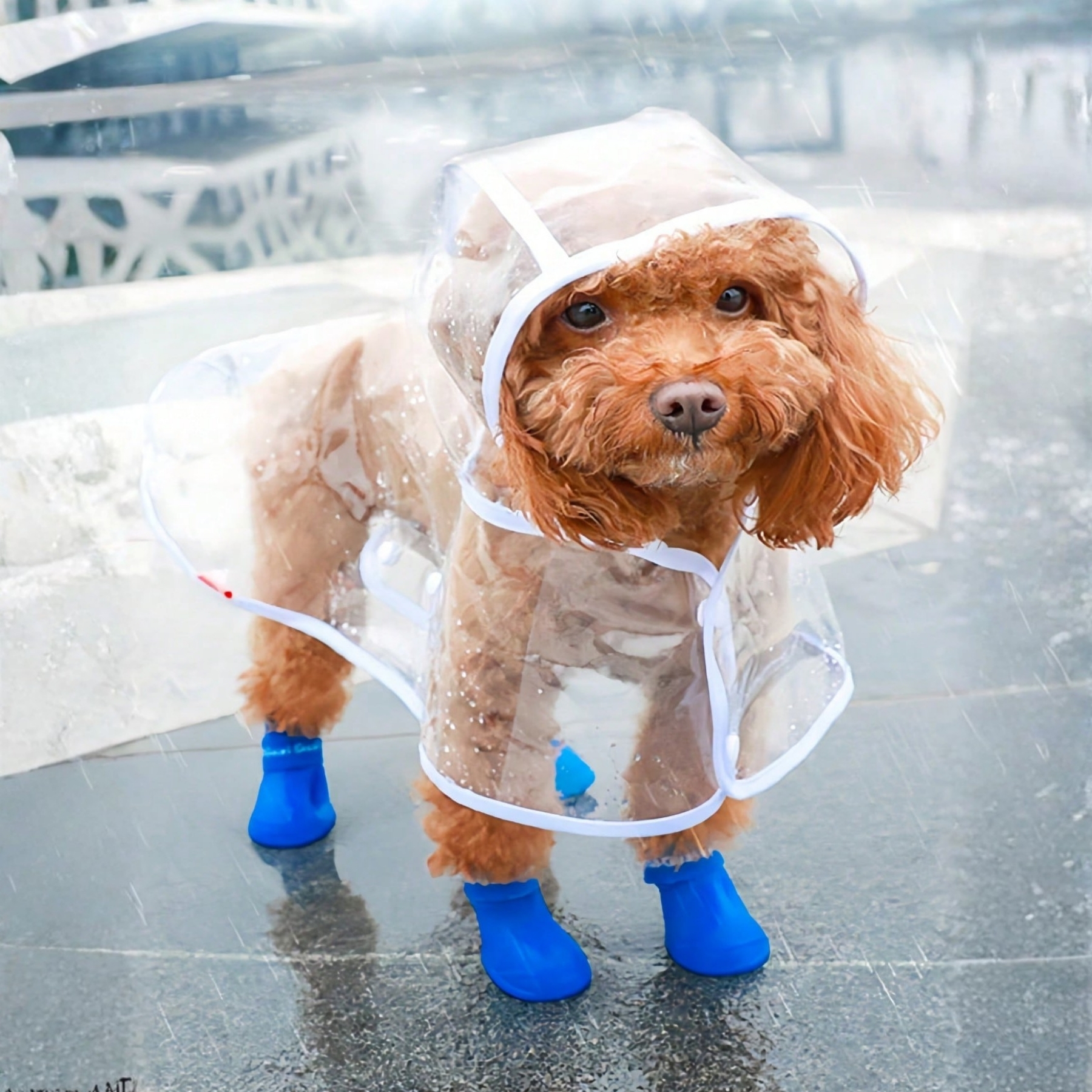 Waterproof Dog Rain Jacket With Reflective Hood And Button Closure For Small Breeds