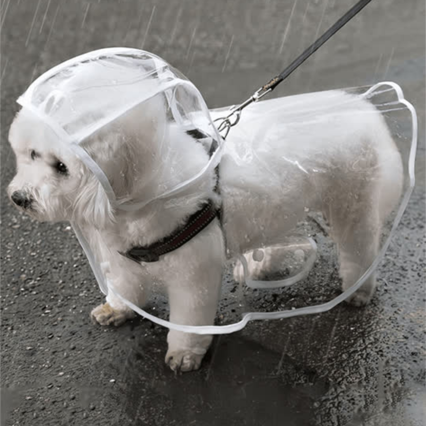 Waterproof Dog Rain Jacket With Reflective Hood And Button Closure For Small Breeds