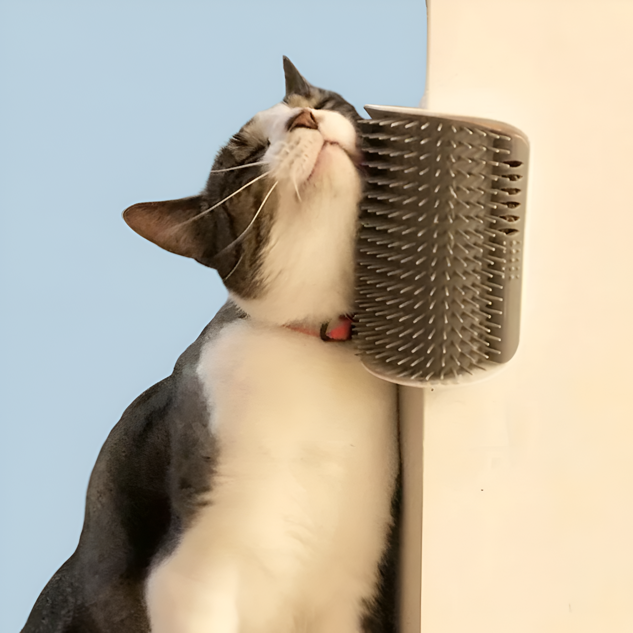 Cat Scratching Board