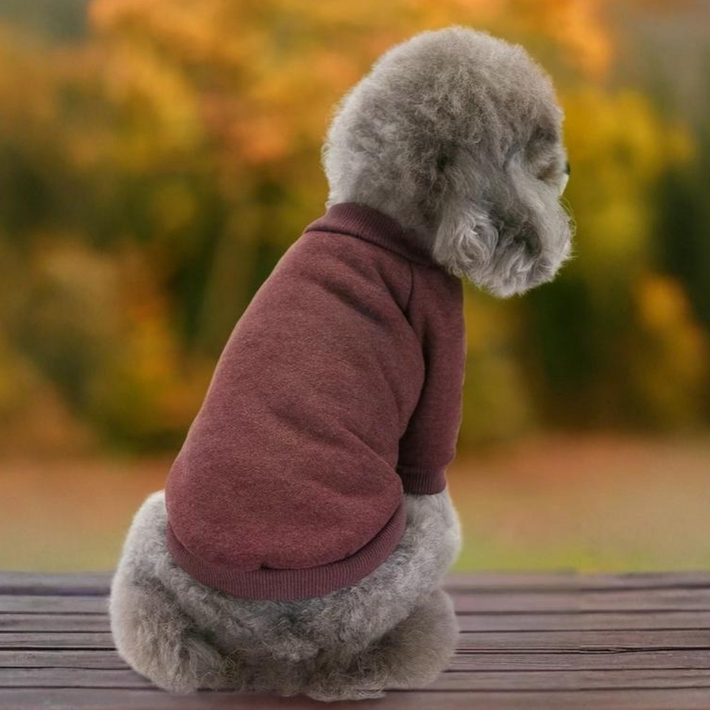Winter Pet Sweater Outfit