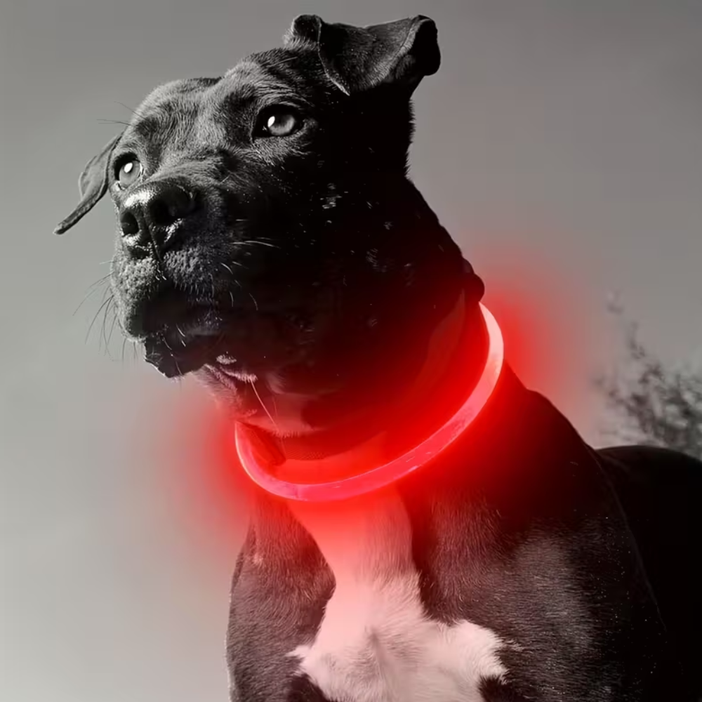 USB Rechargeable LED Light Dog Collar Anti-Lost Luminous Safety