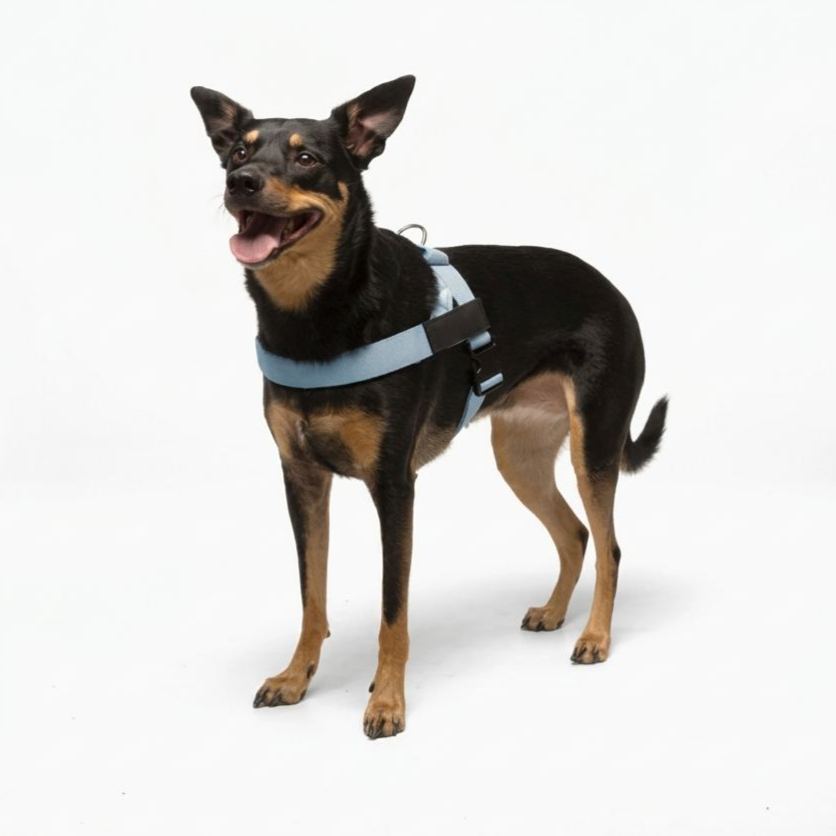 Adjustable Neck & Chafe Resistant Dog Harness